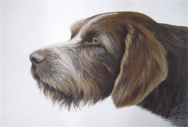 Lesní zkoušky ostatních plemen a barvářské zkoušky v Mrzkovicích