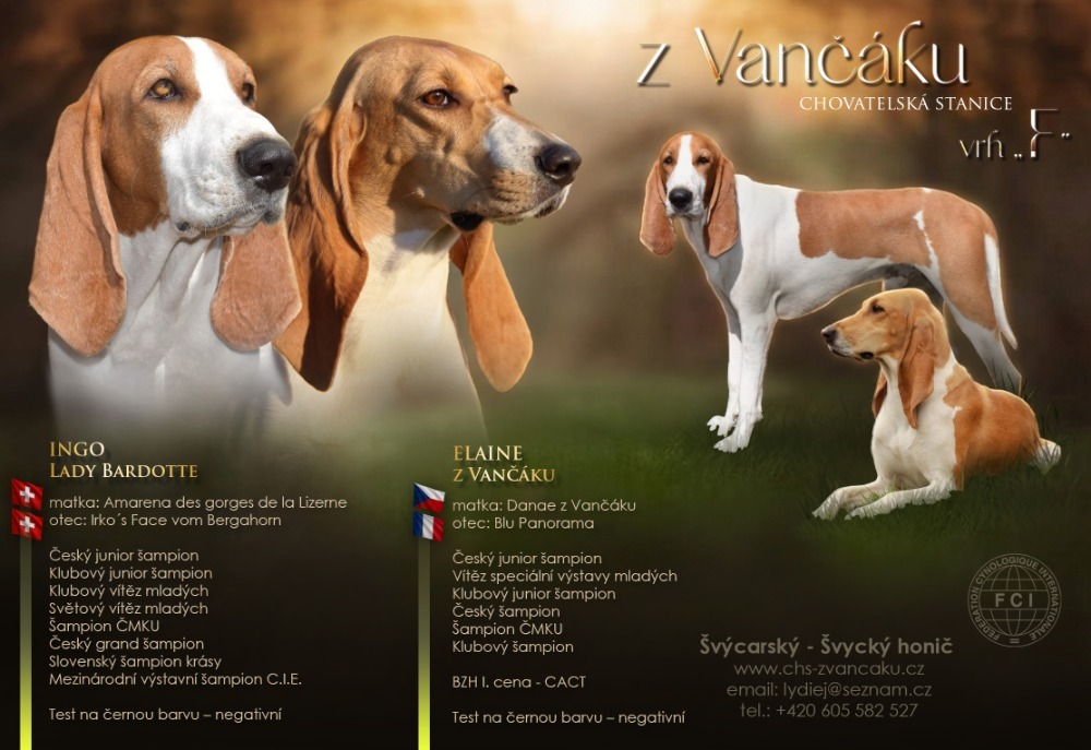 Nabídka štěňat Švýcarského honiče