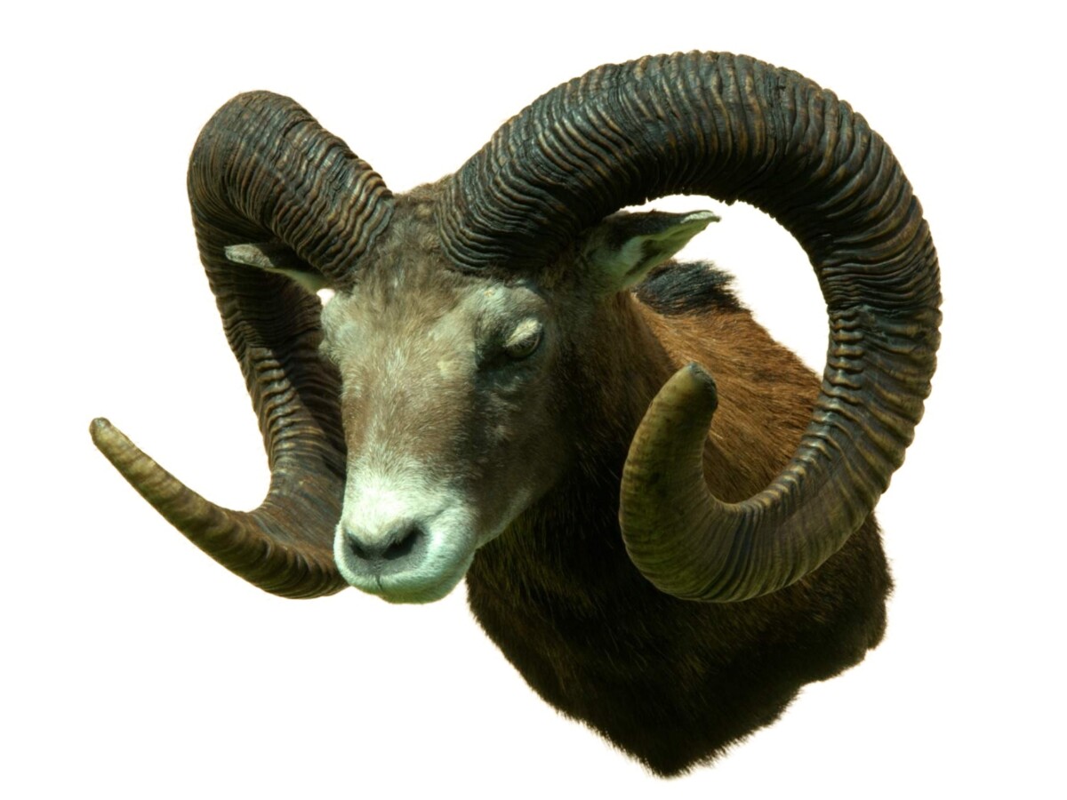 Chovatelská přehlídka trofejí 2026