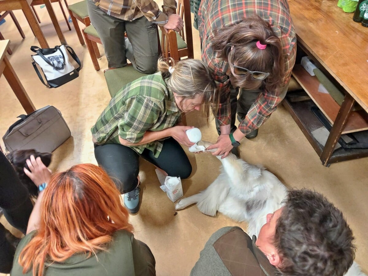 Semináře kynologie – Co dělat, než dorazíte k veterináři